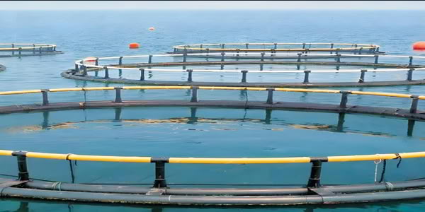 HDPE aquaculture cage tube is used in Marine aquaculture 